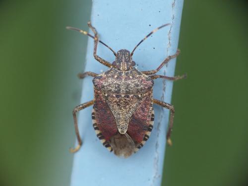 Réf. 237 915 : Halyomorpha halys